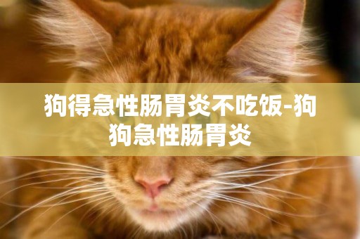 狗得急性腸胃炎不吃飯-狗狗急性腸胃炎
