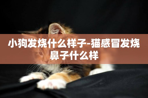 小狗發燒什么樣子-貓感冒發燒鼻子什么樣