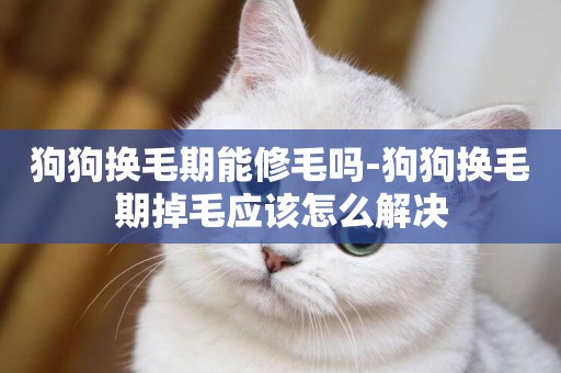 狗狗換毛期能修毛嗎-狗狗換毛期掉毛應該怎么解決