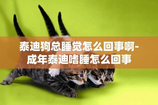 泰迪狗總睡覺怎么回事啊-成年泰迪嗜睡怎么回事