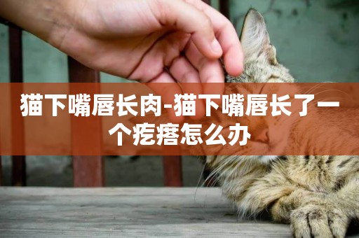 貓下嘴唇長肉-貓下嘴唇長了一個疙瘩怎么辦