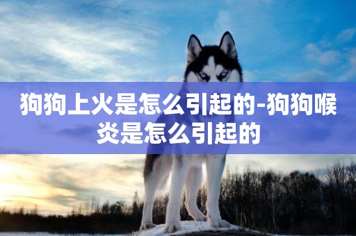 狗狗上火是怎么引起的-狗狗喉炎是怎么引起的