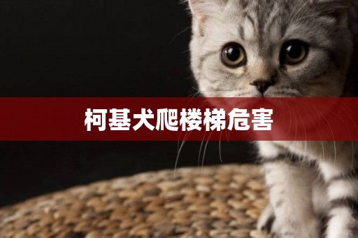 柯基犬爬樓梯危害