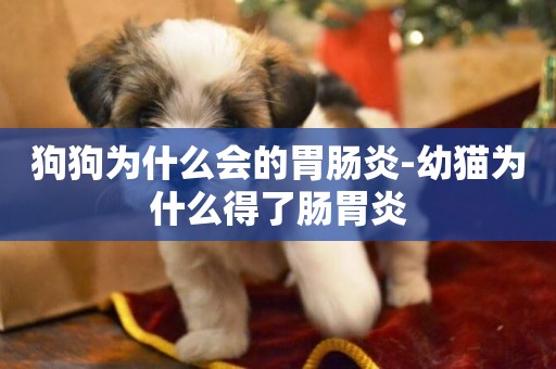 狗狗為什么會的胃腸炎-幼貓為什么得了腸胃炎