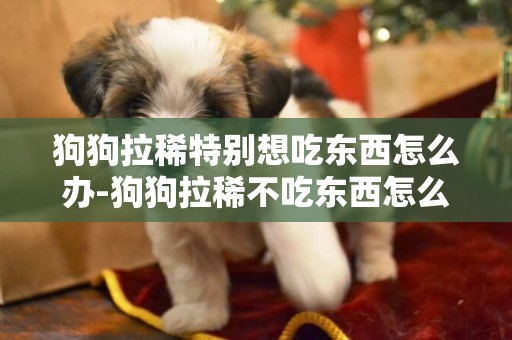 狗狗拉稀特別想吃東西怎么辦-狗狗拉稀不吃東西怎么辦