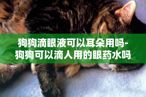 狗狗滴眼液可以耳朵用嗎-狗狗可以滴人用的眼藥水嗎