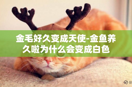 金毛好久變成天使-金魚養久啦為什么會變成白色