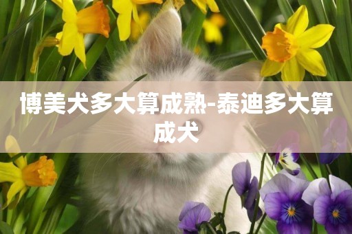 博美犬多大算成熟-泰迪多大算成犬