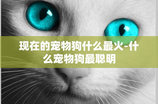 現在的寵物狗什么最火-什么寵物狗最聰明
