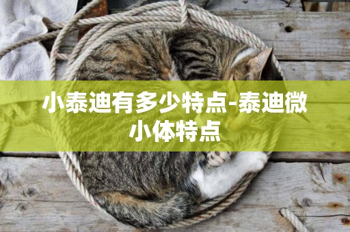 小泰迪有多少特點-泰迪微小體特點