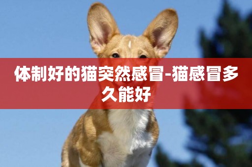 體制好的貓突然感冒-貓感冒多久能好