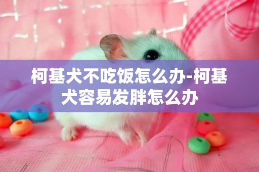 柯基犬不吃飯怎么辦-柯基犬容易發胖怎么辦