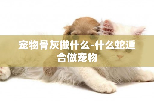 寵物骨灰做什么-什么蛇適合做寵物