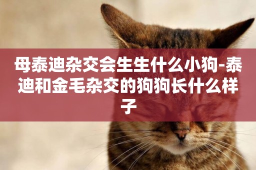 母泰迪雜交會生生什么小狗-泰迪和金毛雜交的狗狗長什么樣子