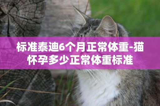 標準泰迪6個月正常體重-貓懷孕多少正常體重標準