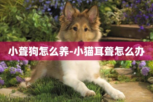 小聾狗怎么養-小貓耳聾怎么辦