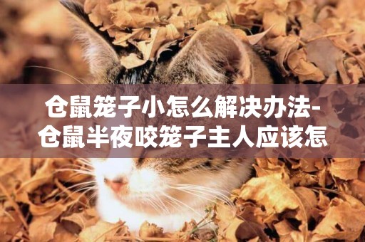 倉鼠籠子小怎么解決辦法-倉鼠半夜咬籠子主人應該怎么辦