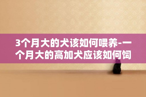 3個月大的犬該如何喂養-一個月大的高加犬應該如何飼養