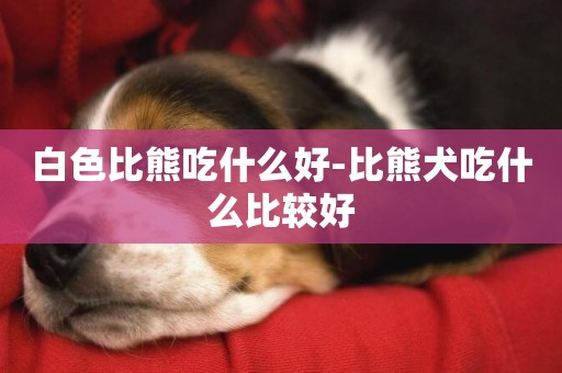 白色比熊吃什么好-比熊犬吃什么比較好