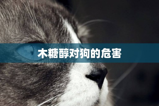 木糖醇對狗的危害