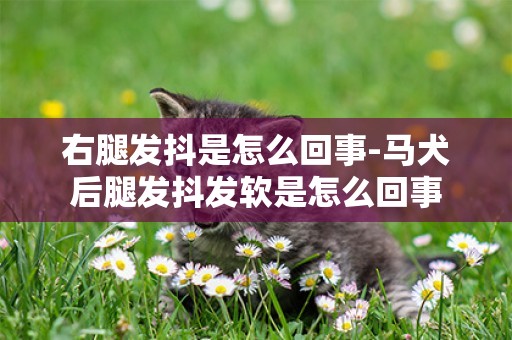 右腿發抖是怎么回事-馬犬后腿發抖發軟是怎么回事