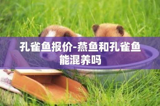 孔雀魚報價-燕魚和孔雀魚能混養嗎