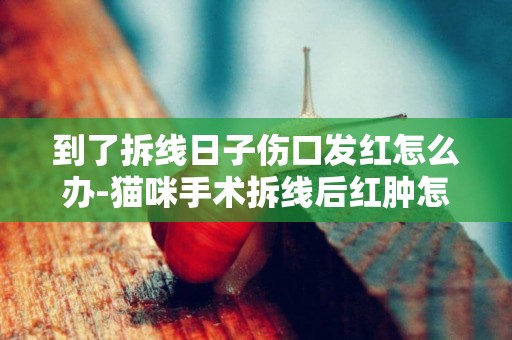 到了拆線日子傷口發紅怎么辦-貓咪手術拆線后紅腫怎么辦