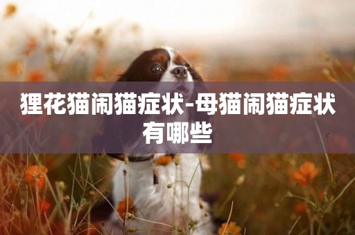 貍花貓鬧貓癥狀-母貓鬧貓癥狀有哪些