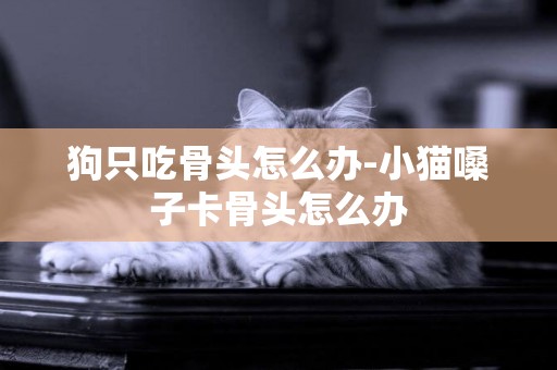 狗只吃骨頭怎么辦-小貓嗓子卡骨頭怎么辦
