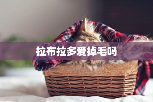拉布拉多愛掉毛嗎