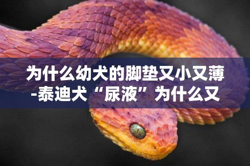 為什么幼犬的腳墊又小又薄-泰迪犬“尿液”為什么又黃又濁