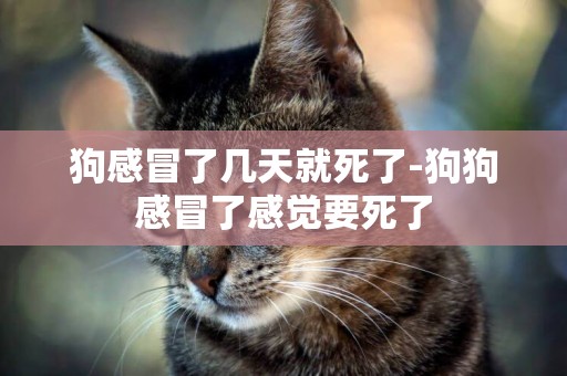 狗感冒了幾天就死了-狗狗感冒了感覺要死了