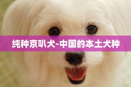 純種京叭犬-中國的本土犬種