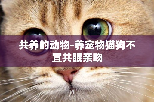 共養的動物-養寵物貓狗不宜共眠親吻