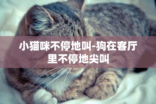 小貓咪不停地叫-狗在客廳里不停地尖叫