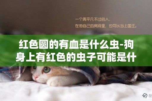紅色圓的有血是什么蟲-狗身上有紅色的蟲子可能是什么蟲子
