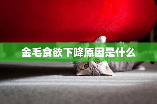 金毛食欲下降原因是什么