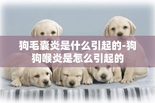 狗毛囊炎是什么引起的-狗狗喉炎是怎么引起的
