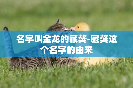 名字叫金龍的藏獒-藏獒這個名字的由來