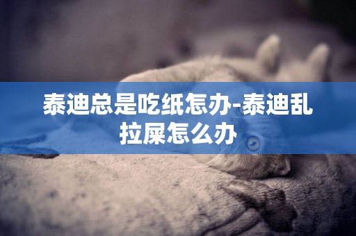 泰迪總是吃紙怎辦-泰迪亂拉屎怎么辦
