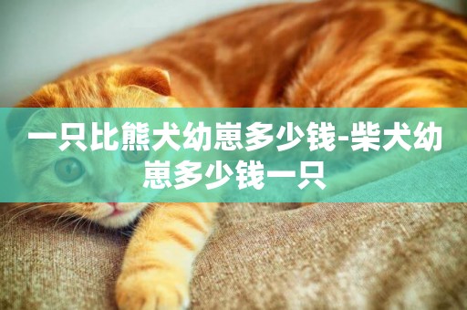 一只比熊犬幼崽多少錢-柴犬幼崽多少錢一只