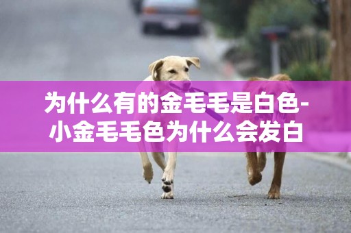 為什么有的金毛毛是白色-小金毛毛色為什么會發白