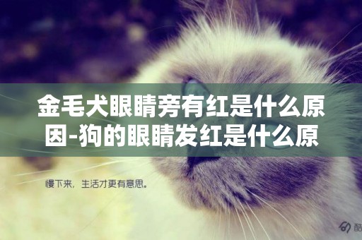 金毛犬眼睛旁有紅是什么原因-狗的眼睛發紅是什么原因