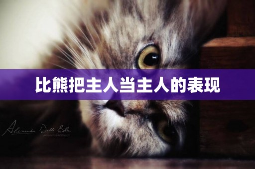 比熊把主人當主人的表現