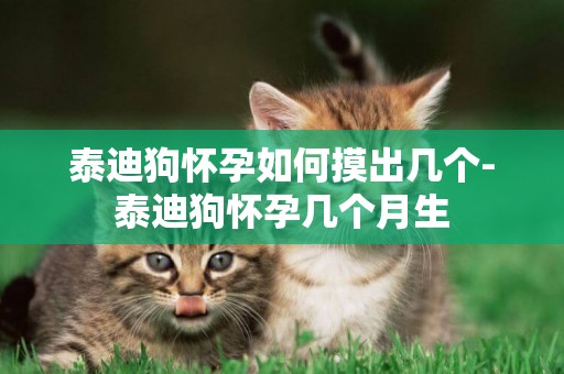 泰迪狗懷孕如何摸出幾個-泰迪狗懷孕幾個月生