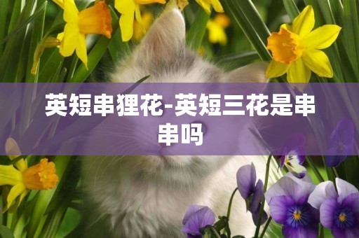 英短串貍花-英短三花是串串嗎