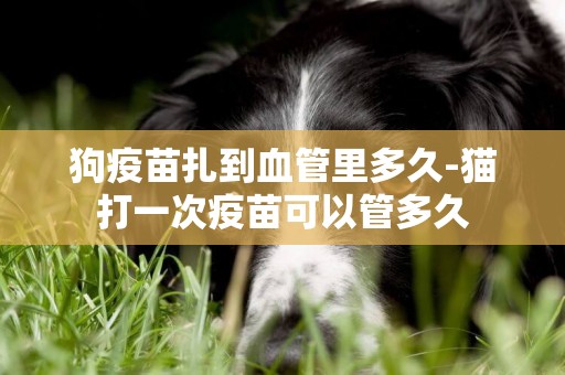狗疫苗扎到血管里多久-貓打一次疫苗可以管多久
