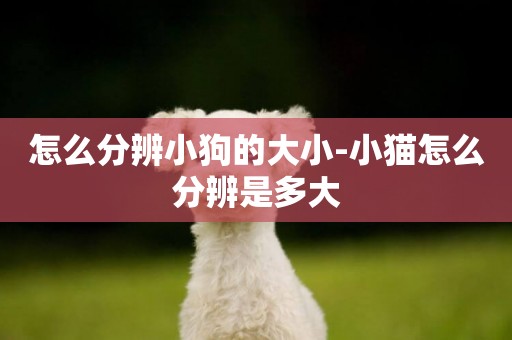 怎么分辨小狗的大小-小貓怎么分辨是多大