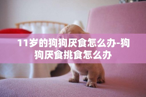 11歲的狗狗厭食怎么辦-狗狗厭食挑食怎么辦
