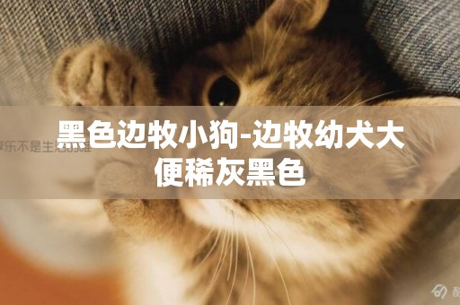 黑色邊牧小狗-邊牧幼犬大便稀灰黑色